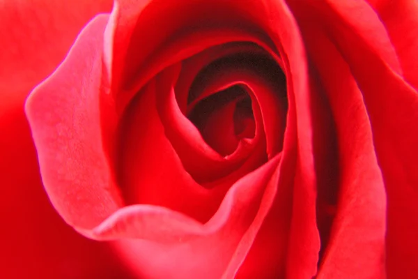 Red rose, macro — Stock Photo, Image