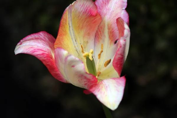 stock image Flowers