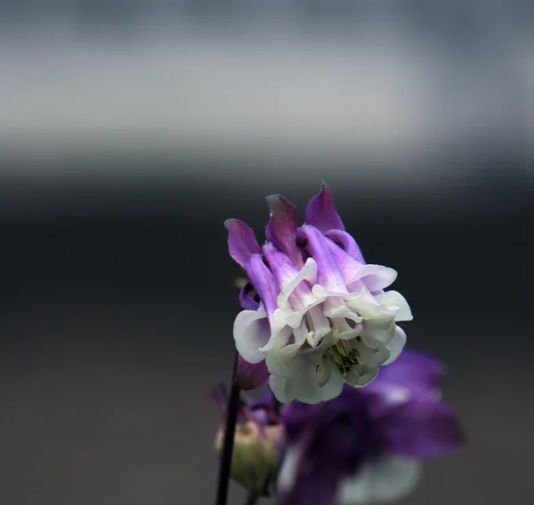 Квіти — стокове фото