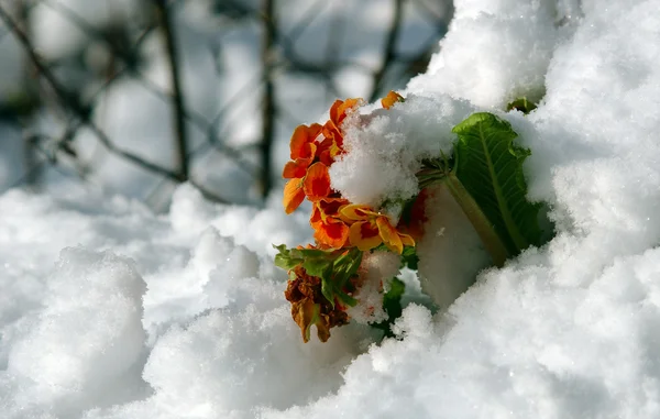Цветок в снегу — стоковое фото