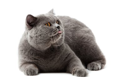 British shorthair cat on a white background. british cat isolated clipart