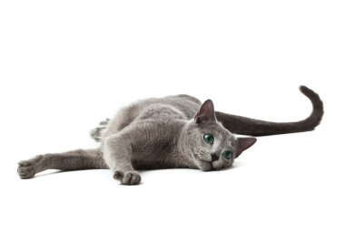 Russian Blue cat on white . clipart