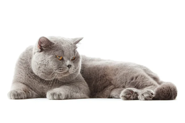 Britische Kurzhaarkatze auf weißem Hintergrund. britische Katze isoliert — Stockfoto