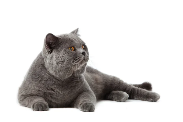 Britische Kurzhaarkatze auf weißem Hintergrund. britische Katze isoliert — Stockfoto