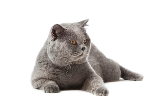 Britse stenografisch kat op een witte achtergrond. Britse kat geïsoleerd — Stockfoto