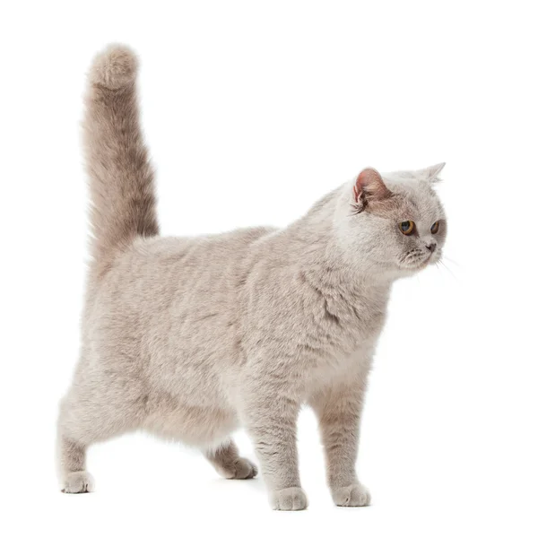 Chat à poil court britannique sur fond blanc. britannique chat isolé — Photo