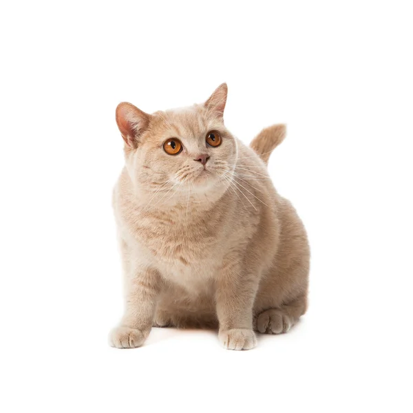 Británico gato de taquigrafía sobre un fondo blanco. gato británico aislado —  Fotos de Stock