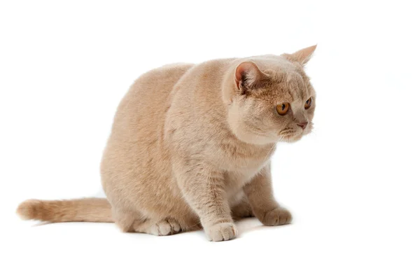 Beyaz arka planda İngiliz kısa mesafe kedisi. İngiliz kedisi soyutlanmış — Stok fotoğraf