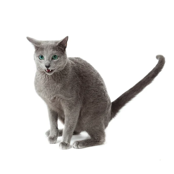 화이트에 러시아어 블루 고양이 . — 스톡 사진