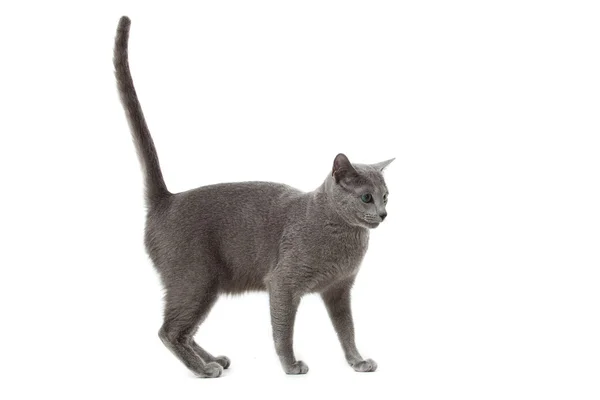 Russian Blue cat on white . — Stock Photo, Image