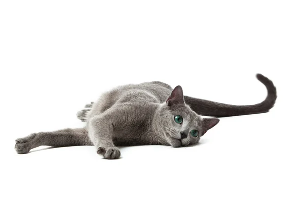 Russo gatto blu su bianco  . — Foto Stock
