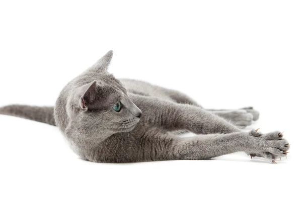 Ryska blå katt på vit . — Stockfoto
