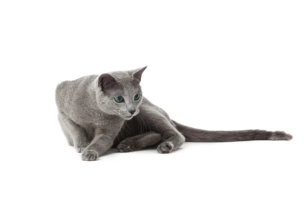 Ruská modrá kočka na bílém pozadí . — Stock fotografie