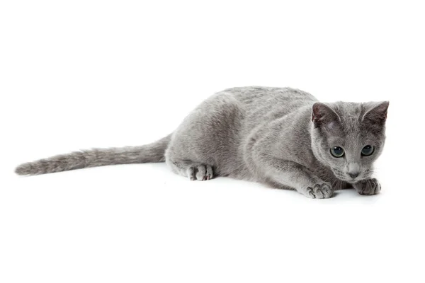 Gato azul ruso en blanco  . —  Fotos de Stock