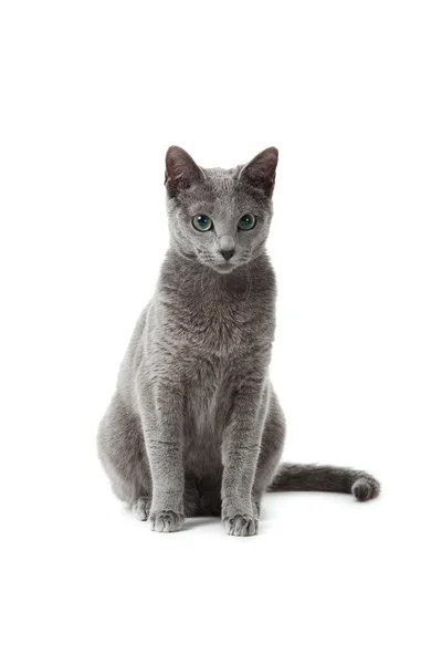 Russian Blue cat on white . Stock Picture