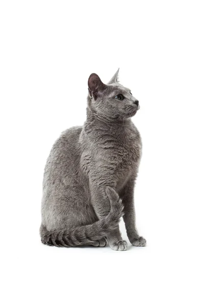 Russian Blue cat on white . Royalty Free Stock Images