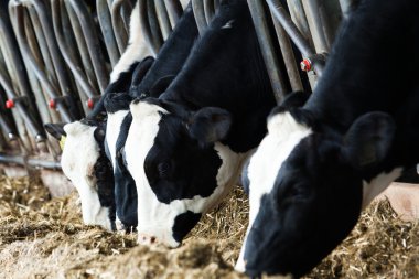 Dairy cows in a farm. clipart