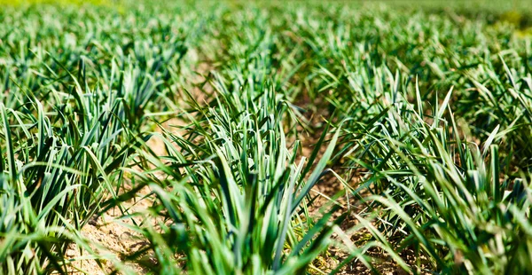 stock image Garlic plantation.