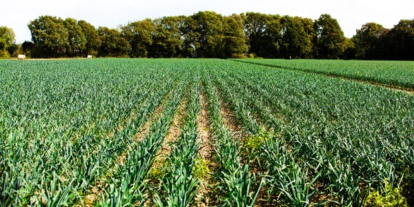 stock image Garlic plantation.