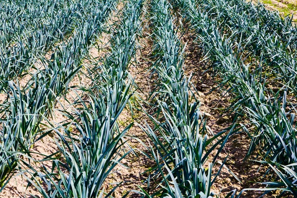 stock image Garlic plantation.