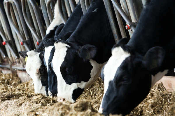 Krowy mleczne w gospodarstwie. — Zdjęcie stockowe