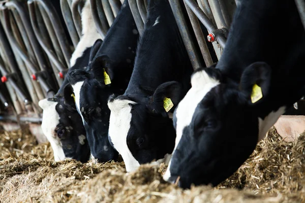 Γαλακτοπαραγωγές αγελάδες σε αγρόκτημα. — Φωτογραφία Αρχείου