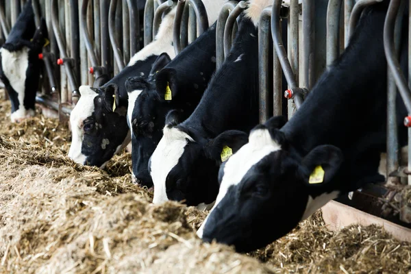 Vacas leiteiras em uma fazenda . — Fotografia de Stock