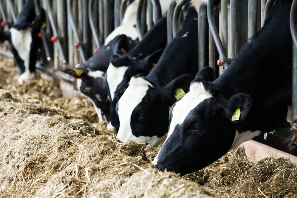 Mjölkkor på en gård. — Stockfoto