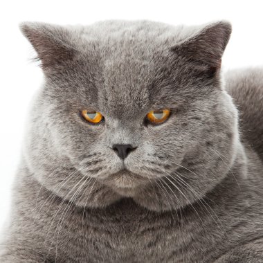 British shorthair cat on a white background. british cat isolated clipart