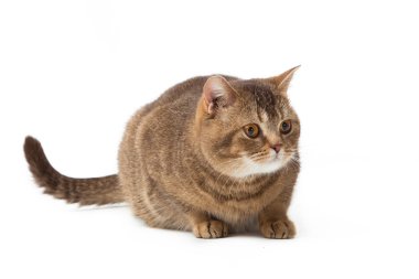 Britanya ile ilgili stenografi kedi beyaz zemin üzerinde. İngiliz kedi isolat