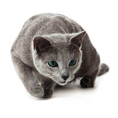 Russian Blue cat on white . clipart