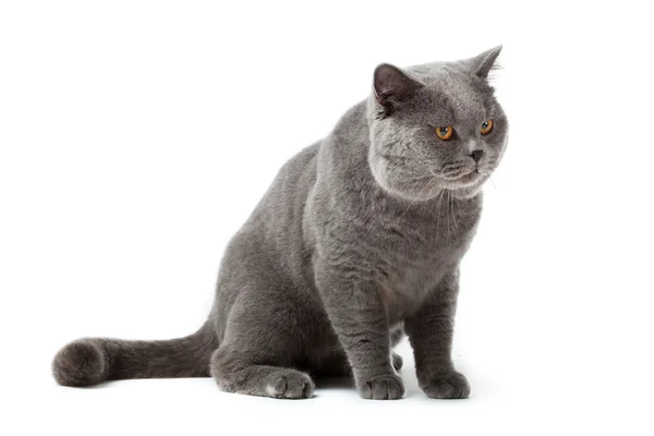 Britische Kurzhaarkatze auf weißem Hintergrund. britische Katze isolat — Stockfoto