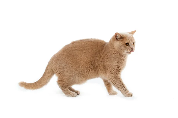 Brits korthaar kat op een witte achtergrond. Britse kat isolat — Stockfoto
