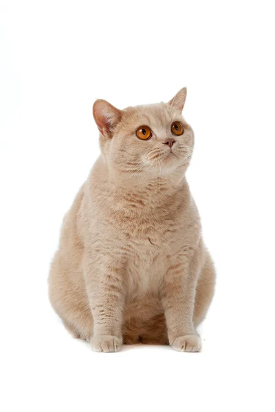 Британская короткошерстная кошка на белом фоне. Британская кошка изолирована — стоковое фото