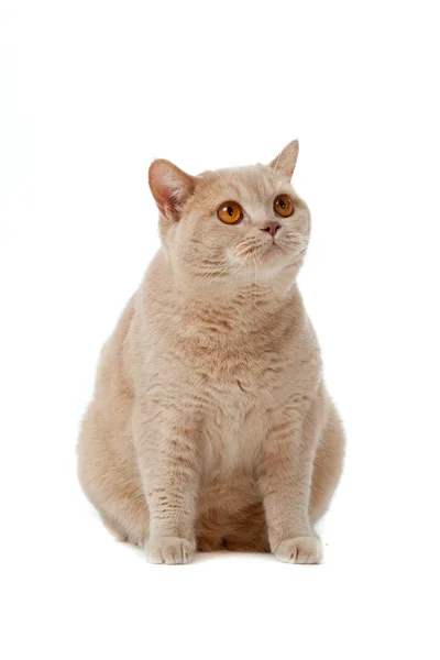 Gato de abreviação britânico em um fundo branco. gato britânico isolado — Fotografia de Stock