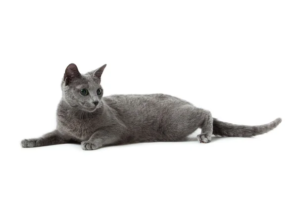 Русский синий кот на белом  . — стоковое фото