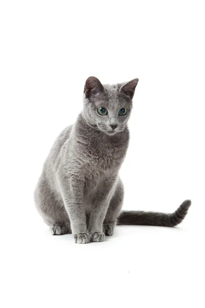 Gato azul ruso en blanco  . — Foto de Stock