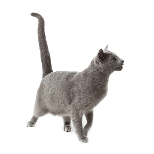 Russian Blue cat on white . — Stock Photo, Image