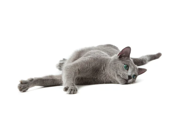 Russische blaue Katze auf weiß . — Stockfoto
