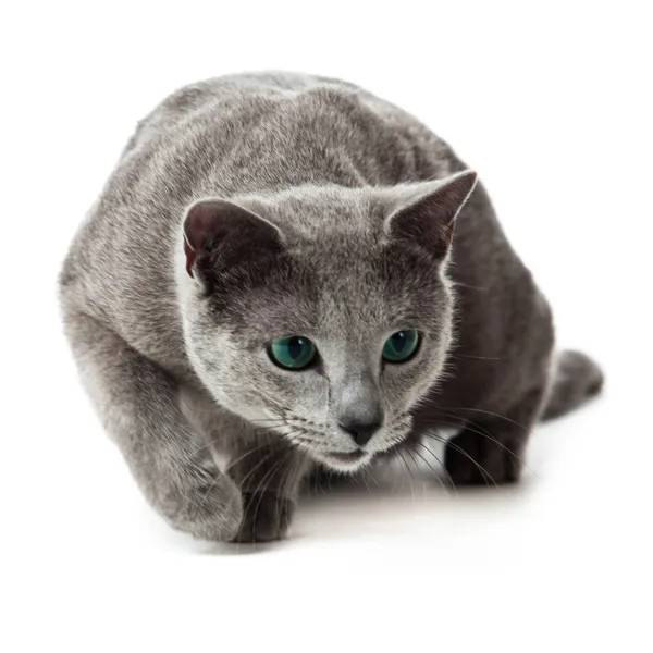 Beyaz Rus mavi kedi . — Stok fotoğraf