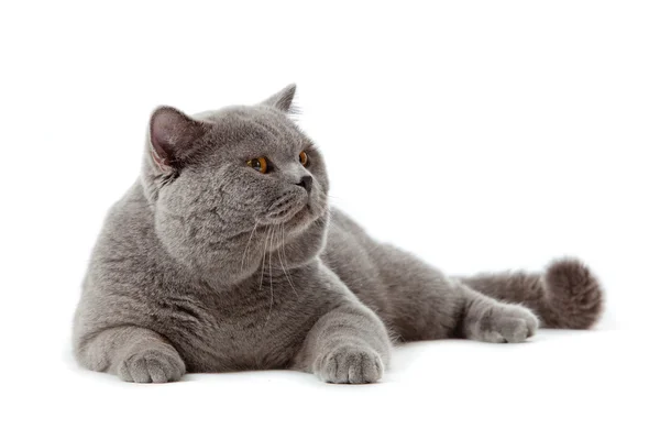 Chat à poil court britannique sur fond blanc. britannique chat isolé — Photo