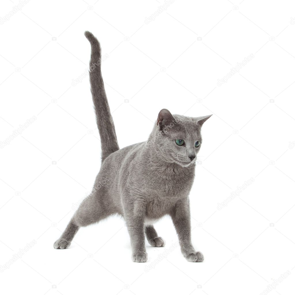 Russian Blue cat on white .