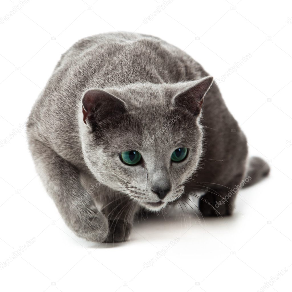 Russian Blue Cat On White Stock Photo C Ewastudio 10148602