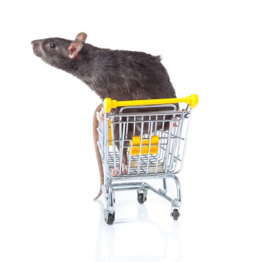 fare ve alışveriş sepeti. bir fare ile bir sepet