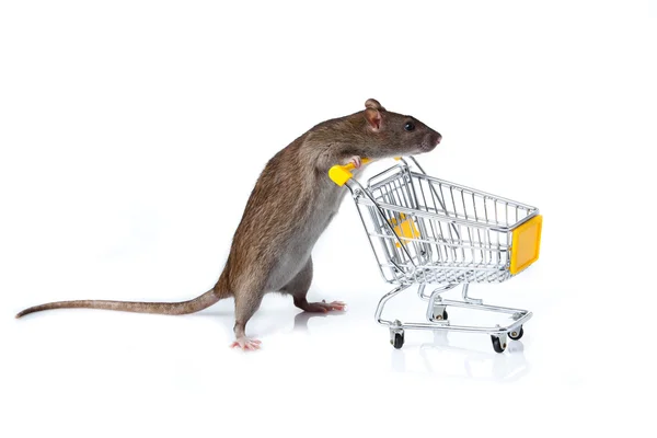 Rat and the shopping cart. a rat with a basket — Stock Photo, Image