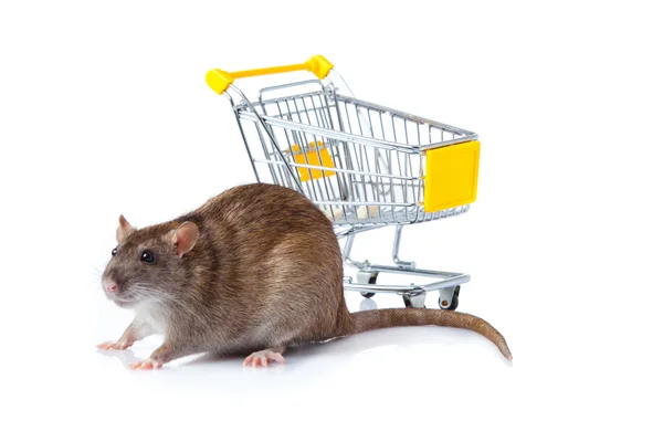 La rata y el carrito de compras. una rata con una cesta —  Fotos de Stock