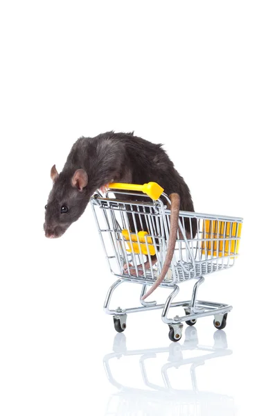 Rat et le caddie. un rat avec un panier — Photo