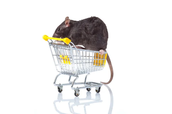 Krysa a nákupní košík. krysa s košem — Stock fotografie