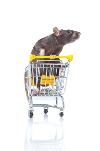 Rat en het winkelwagentje. een rat met een mandje — Stockfoto