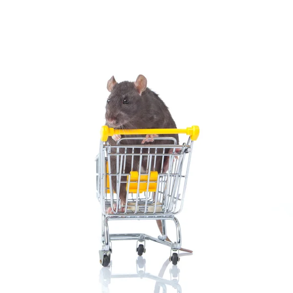 Ratto e il carrello della spesa. un ratto con un cesto — Foto Stock